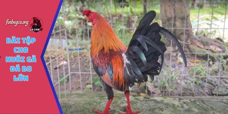 Bài tập cho nuôi gà đá bo lớn