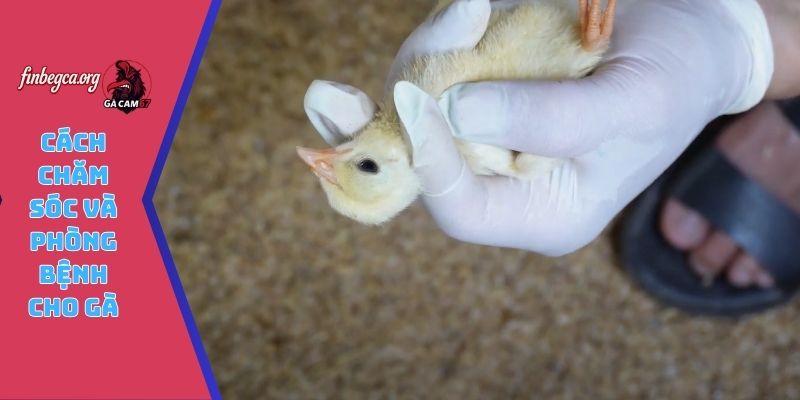 Cách chăm sóc và phòng bệnh cho gà