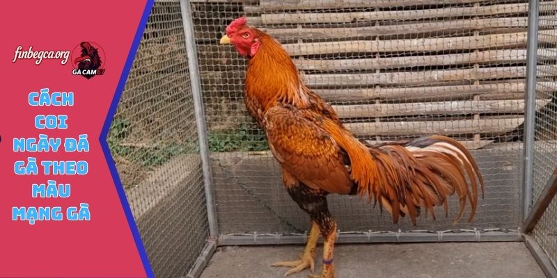 Cách coi ngày đá gà theo màu mạng gà