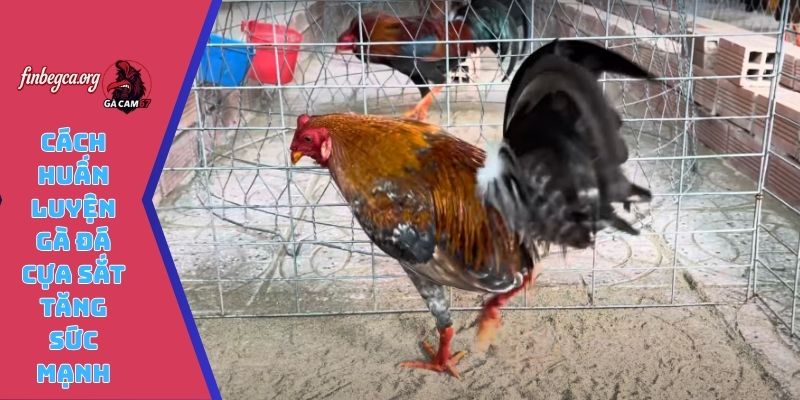 Cách huấn luyện gà đá cựa sắt tăng sức mạnh