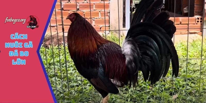 Cách nuôi gà đá bo lớn