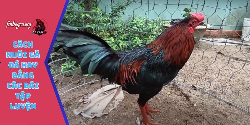 Cách nuôi gà đá hay bằng các bài tập luyện