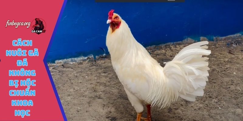 Cách nuôi gà đá không bị hóc chuẩn khoa học