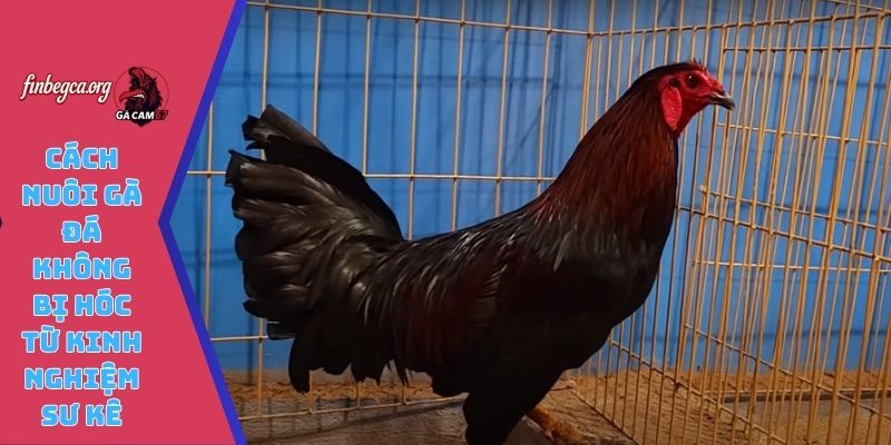 Cách nuôi gà đá không bị hóc từ kinh nghiệm sư kê lão làng