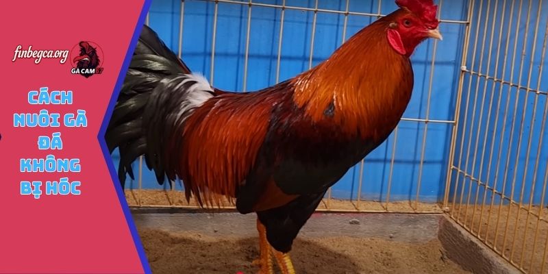 Cách nuôi gà đá không bị hóc