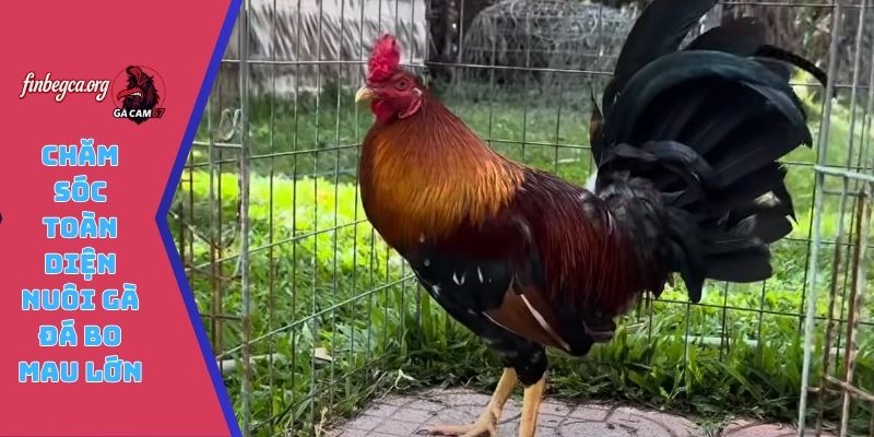 Chăm sóc toàn diện nuôi gà đá bo mau lớn