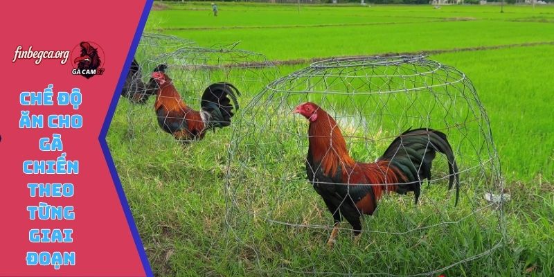 Chế độ ăn cho gà chiến theo từng giai đoạn