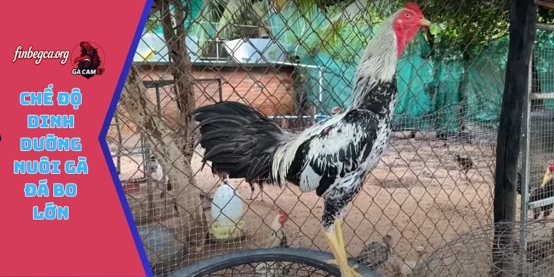 Chế độ dinh dưỡng nuôi gà đá bo lớn