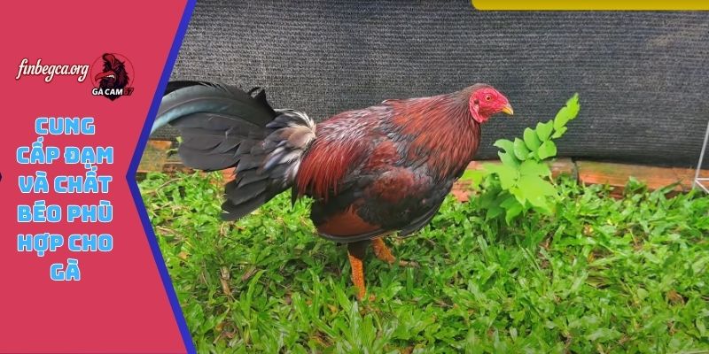 Cung cấp đạm và chất béo phù hợp cho gà