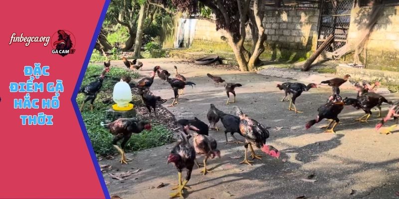 Đặc điểm gà hắc hổ thới