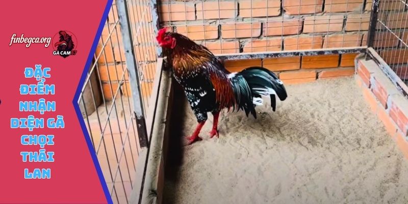 Đặc điểm nhận diện gà chọi Thái Lan