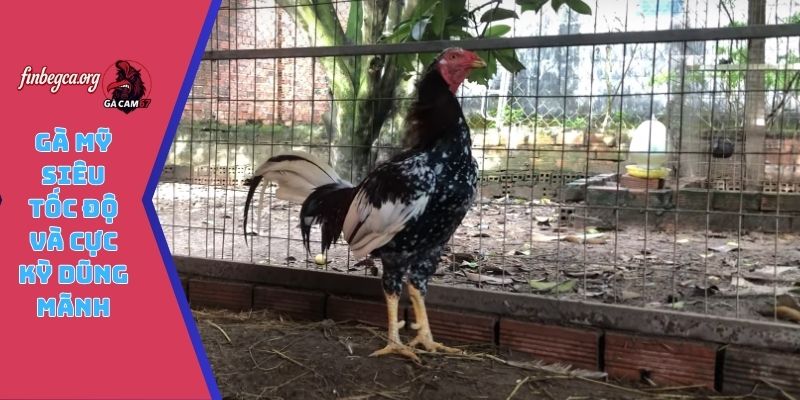 Gà Mỹ siêu tốc độ và cực kỳ dũng mãnh