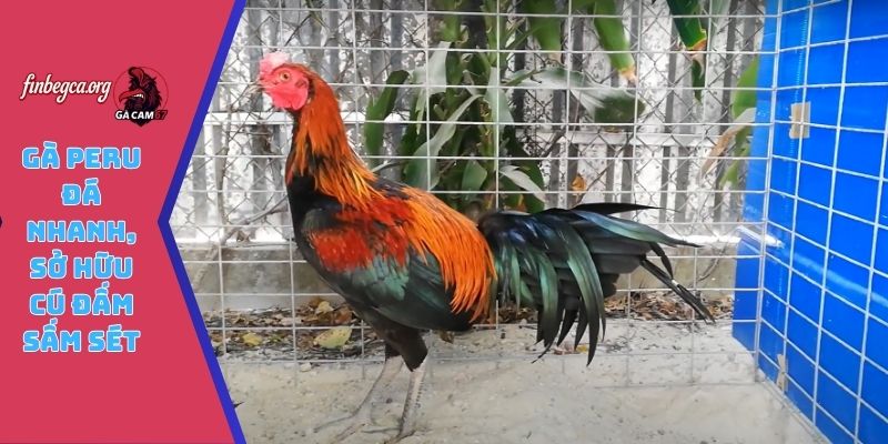 Gà Peru đá nhanh, sở hữu cú đấm sấm sét