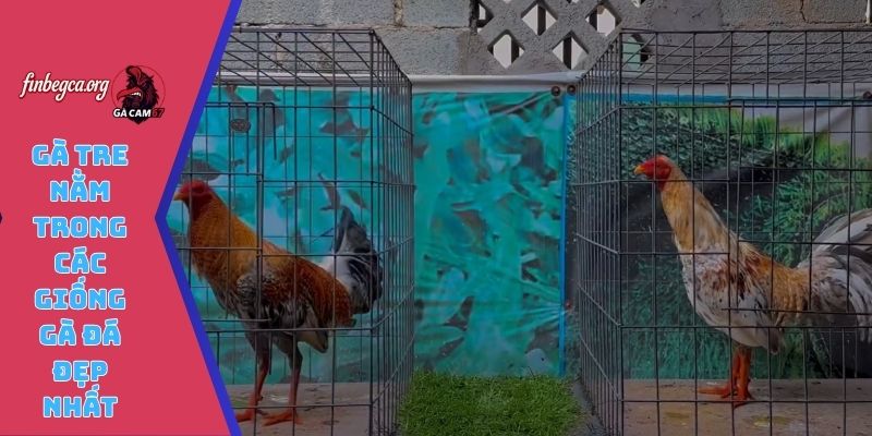 Gà Tre nằm trong các giống gà đá đẹp nhất