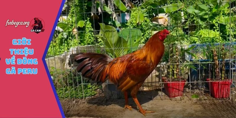 Giới thiệu về dòng gà Peru