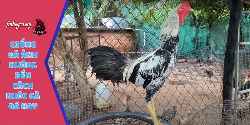 Giống gà ảnh hưởng đến cách nuôi gà đá hay