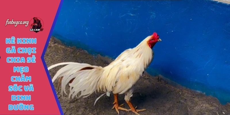Kê kinh gà chọi chia sẻ mẹo chăm sóc và dinh dưỡng