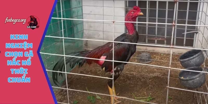 Kinh nghiệm chọn gà hắc hổ thới chuẩn