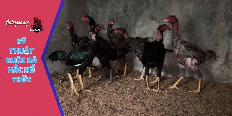 Kỹ thuật nuôi gà hắc hổ thới