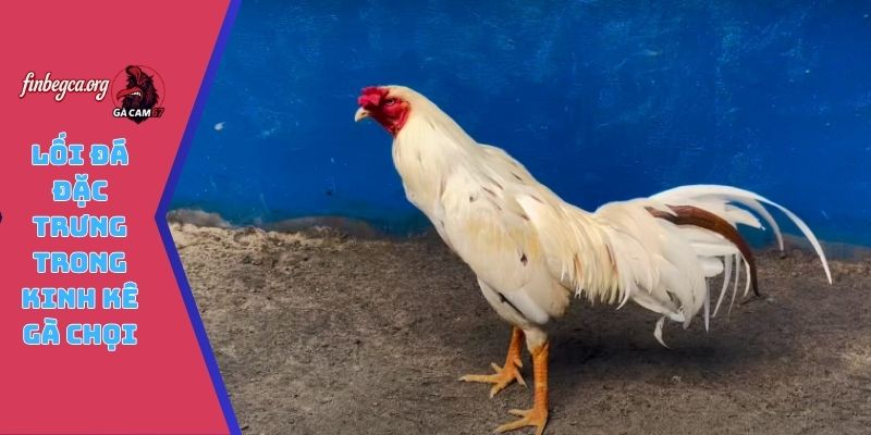 Lối đá đặc trưng trong kinh kê gà chọi