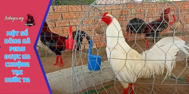 Một số dòng gà Peru được ưa chuộng tại nước ta