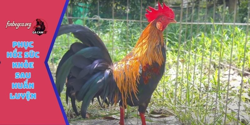 Phục hồi sức khỏe sau huấn luyện