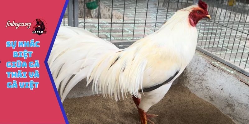 Sự khác biệt giữa gà Thái và gà Việt