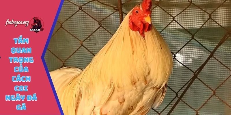 Tầm quan trọng của cách coi ngày đá gà