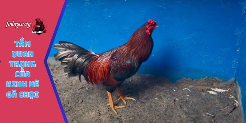 Tầm quan trọng của kinh kê gà chọi