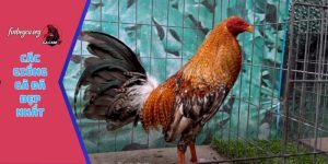 Các giống gà đá đẹp nhất