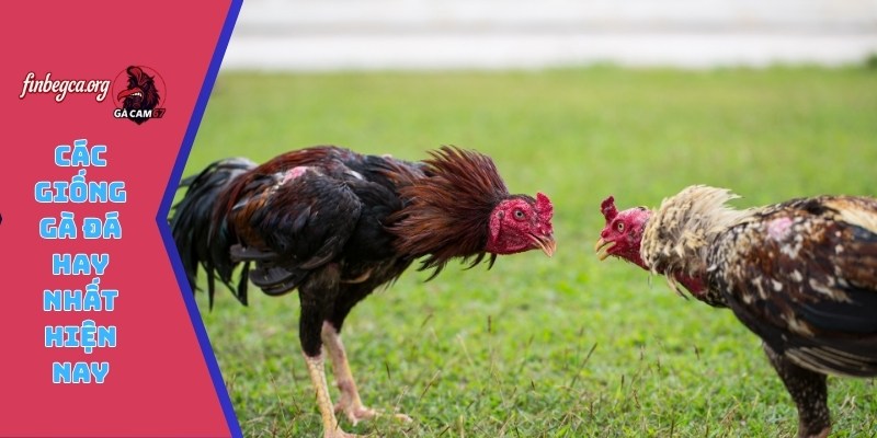Các giống gà đá hay nhất hiện nay