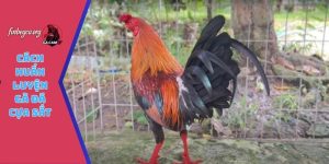 Cách huấn luyện gà đá cựa sắt