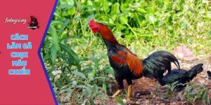 cách làm gà chọi máu chiến