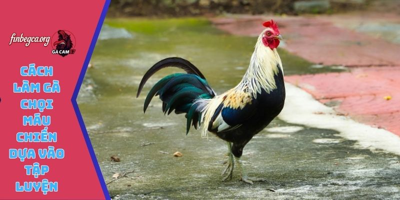 Cách làm gà chọi máu chiến dựa vào tập luyện