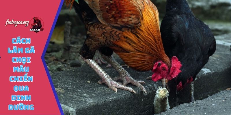 Cách làm gà chọi máu chiến qua dinh dưỡng