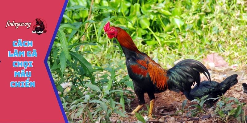 cách làm gà chọi máu chiến