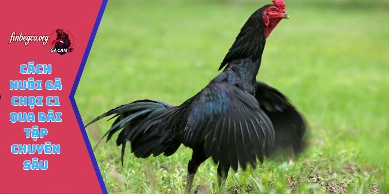 Cách nuôi gà chọi C1 qua bài tập chuyên sâu