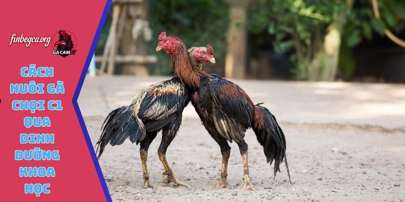 Cách nuôi gà chọi C1 qua dinh dưỡng khoa học