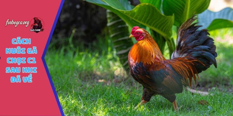 Cách nuôi gà chọi C1 sau khi đá về