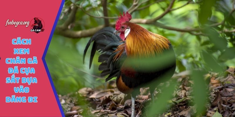 Cách xem chân gà đá cựa sắt dựa vào dáng đi
