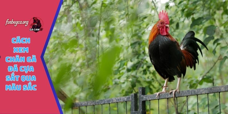 Cách xem chân gà đá cựa sắt qua màu sắc