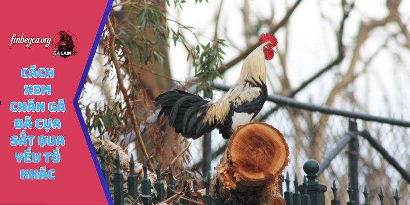 Cách xem chân gà đá cựa sắt qua yếu tố khác