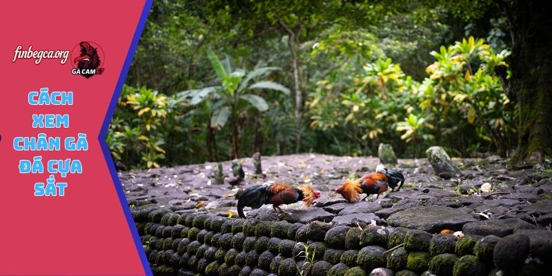 cách xem chân gà đá cựa sắt