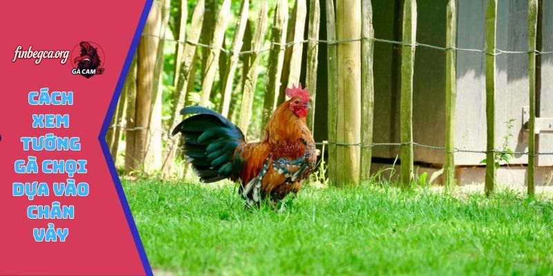 Cách xem tướng gà chọi dựa vào chân vảy