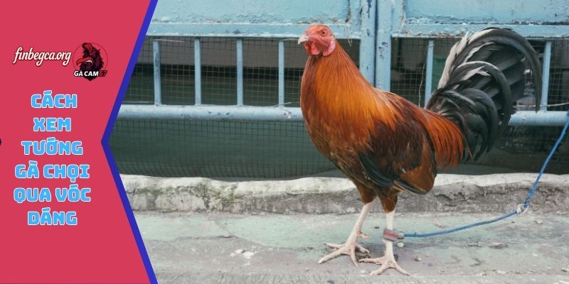 Cách xem tướng gà chọi qua vóc dáng