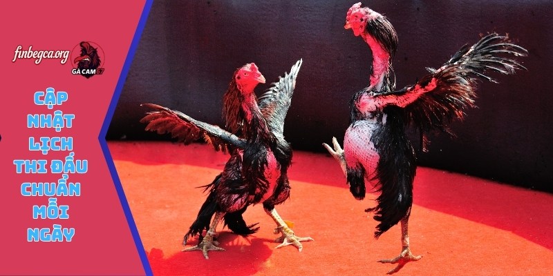 Cập nhật lịch thi đấu chuẩn mỗi ngày