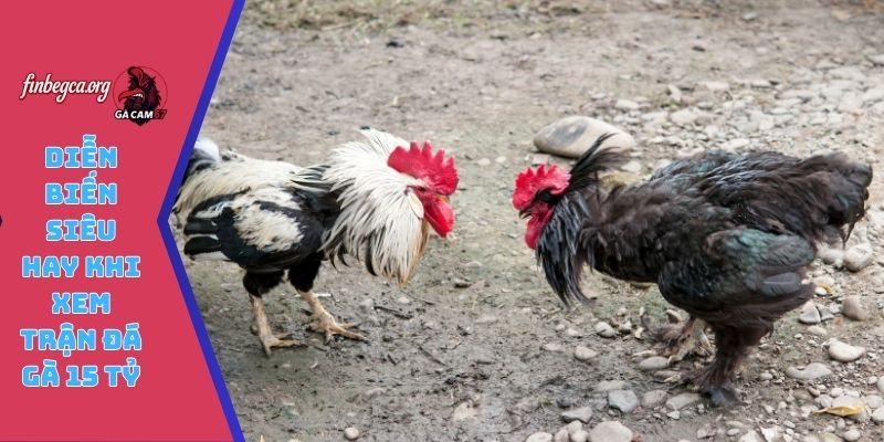 Diễn biến siêu hay khi theo dõi trận đá gà 15 tỷ