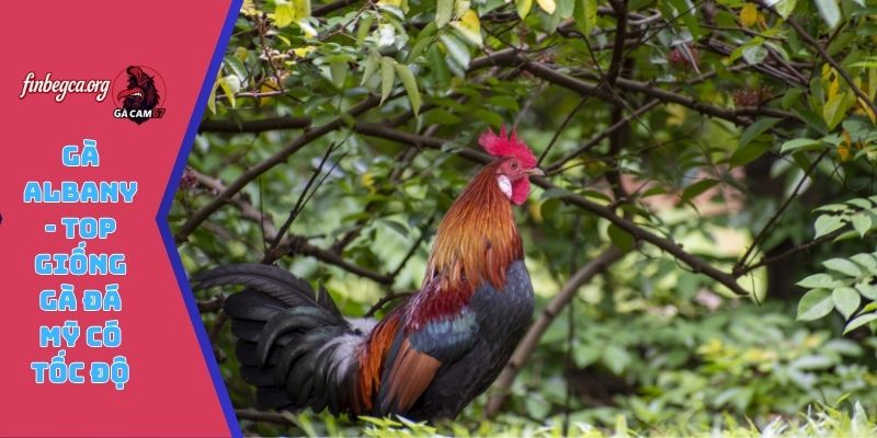 Gà Albany - Top giống gà đá Mỹ có tốc độ