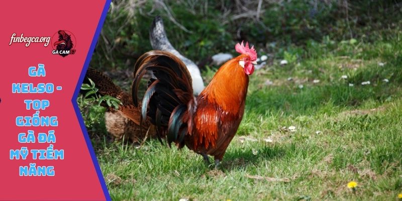 Gà Kelso - Top giống gà đá Mỹ tiềm năng