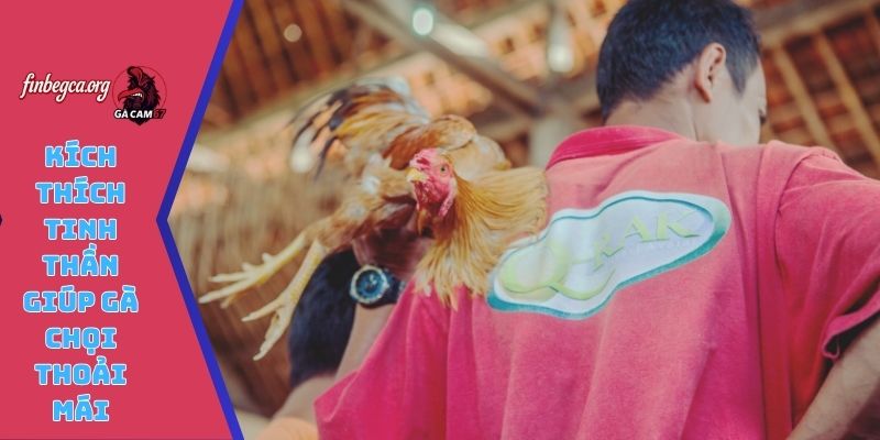 Kích thích tinh thần giúp gà chọi thoải mái